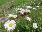25 Leucanthemum (Margherita)